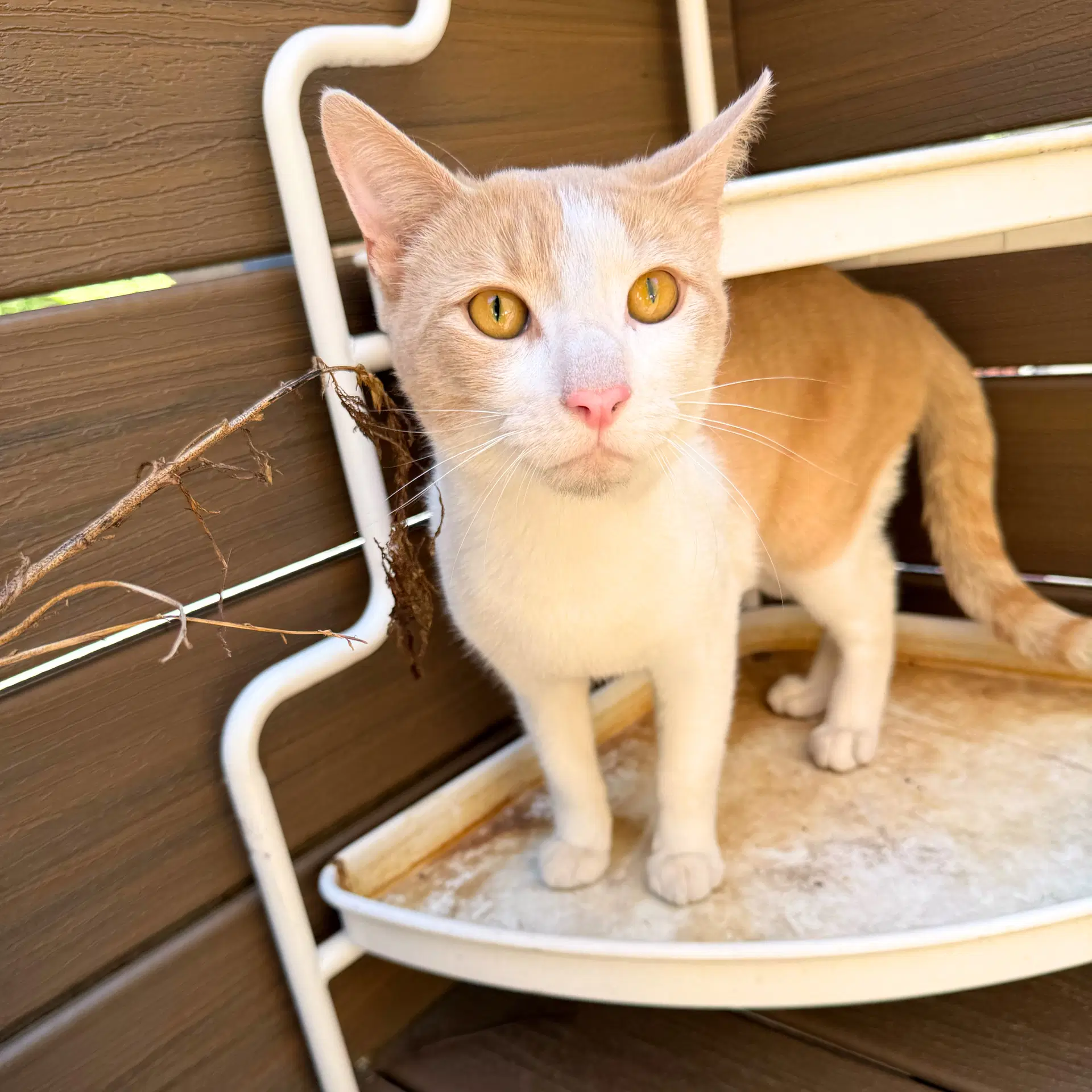 Piccadilly - Domestic Short Hair