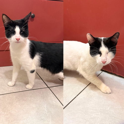 Blair & Morgan, Adult Domestic Short Hair, cat for adoption in New Rochelle, New York