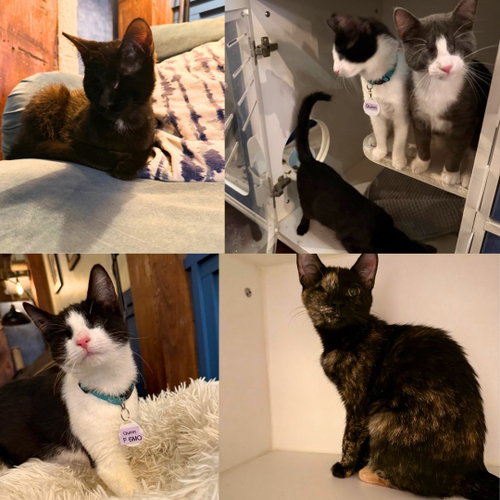 Abraza, Parker, Quinn, & Sawyer, an adoptable Domestic Short Hair in Brooklyn, NY