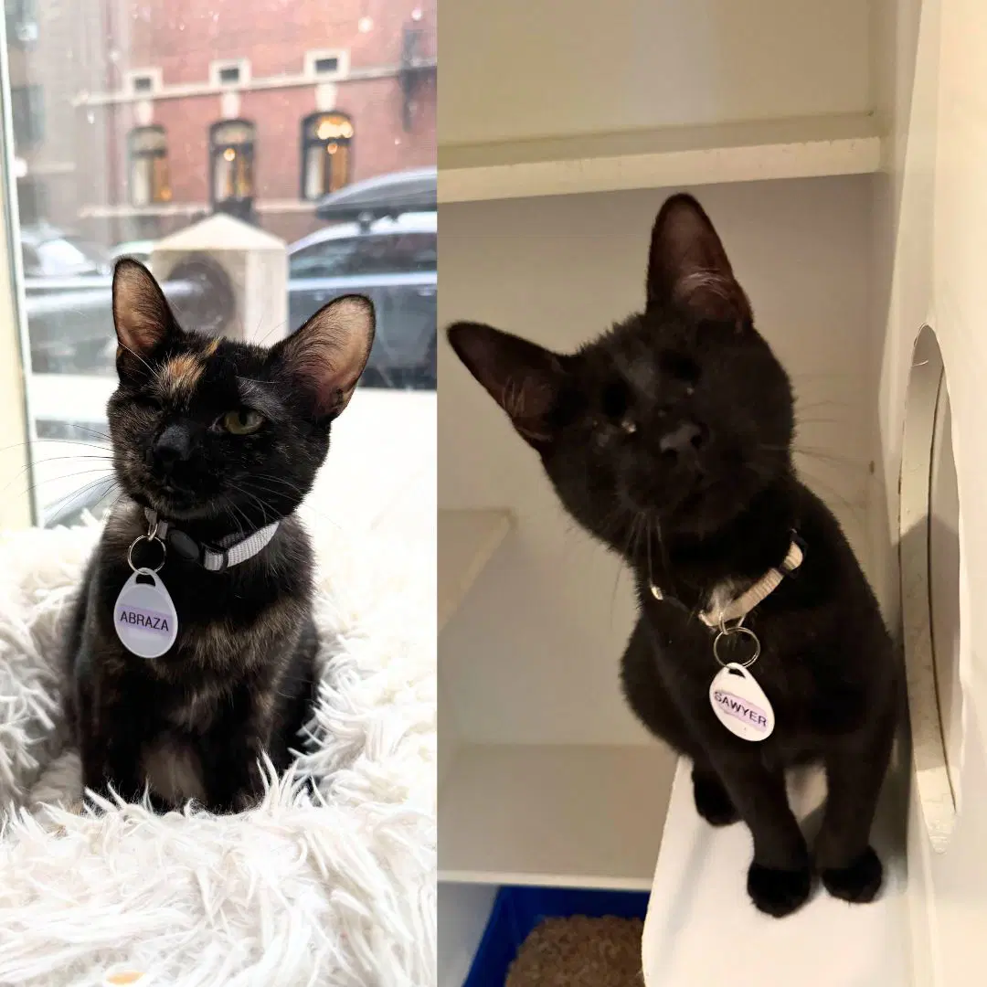 Abraza  Sawyer - Domestic Short Hair
