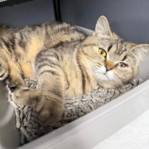 Lady Montague, an adoptable Domestic Short Hair in Brooklyn, NY