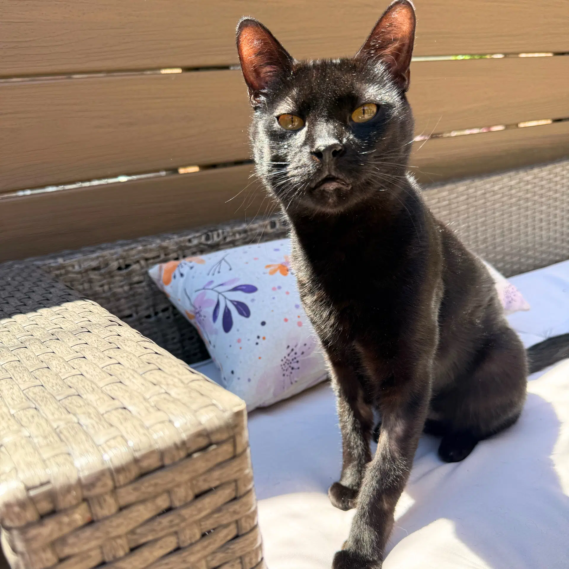 Carrot Cake - Domestic Short Hair