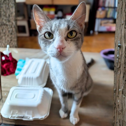 Mitski, Adult Domestic Short Hair, cat for adoption in New Brunswick, New Jersey
