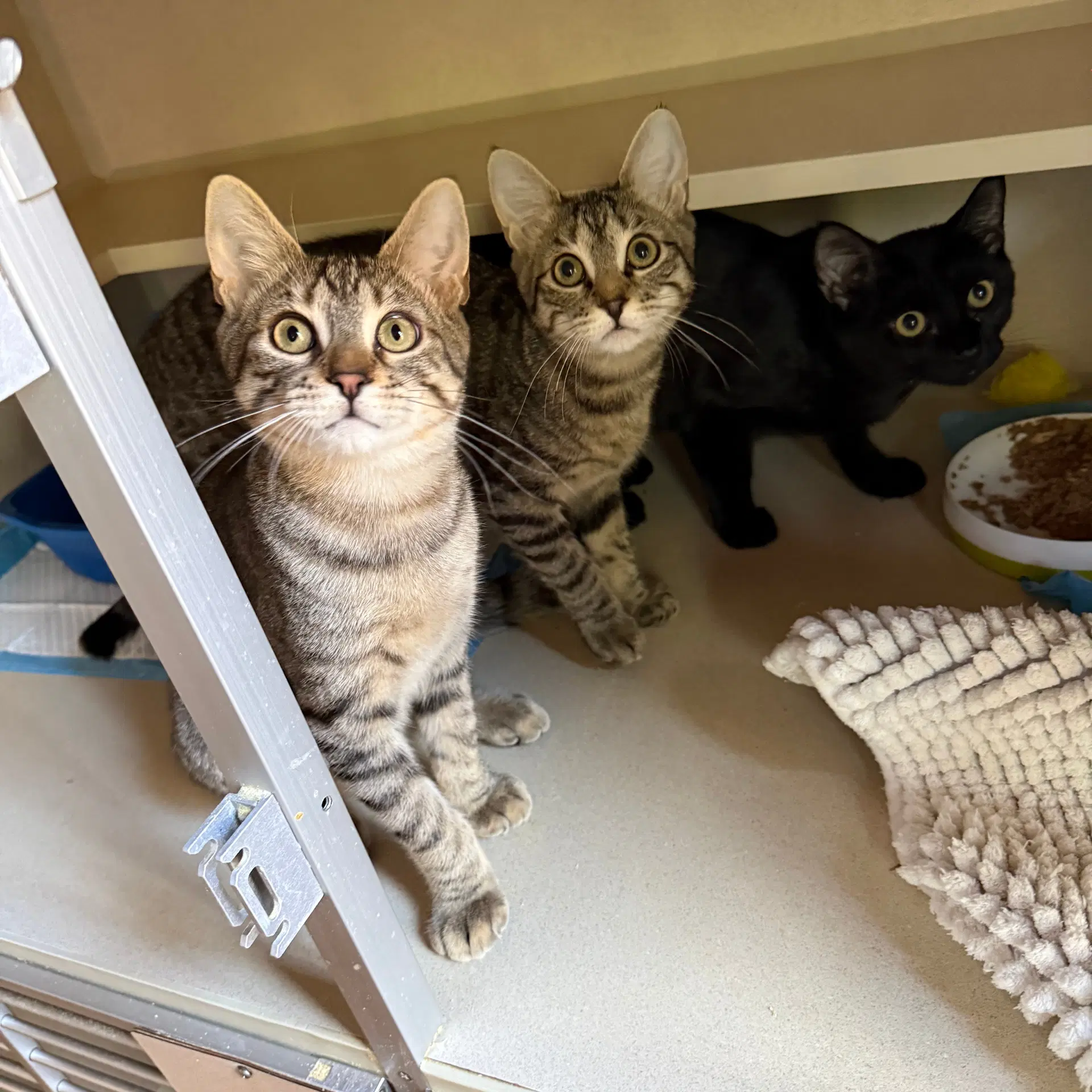 Cue Club  Ball  Billiards - Domestic Short Hair