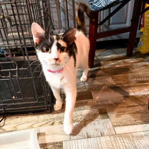 Polina, Young Domestic Short Hair, cat for adoption in New Brunswick, New Jersey