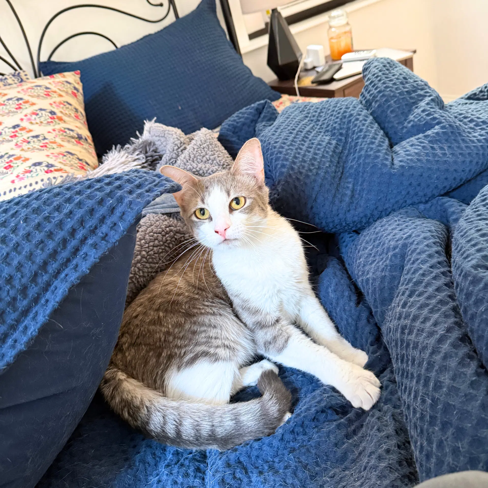 Bb - Domestic Short Hair