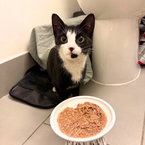 Miu Miu, Adult Domestic Short Hair, cat for adoption in New Brunswick, New Jersey