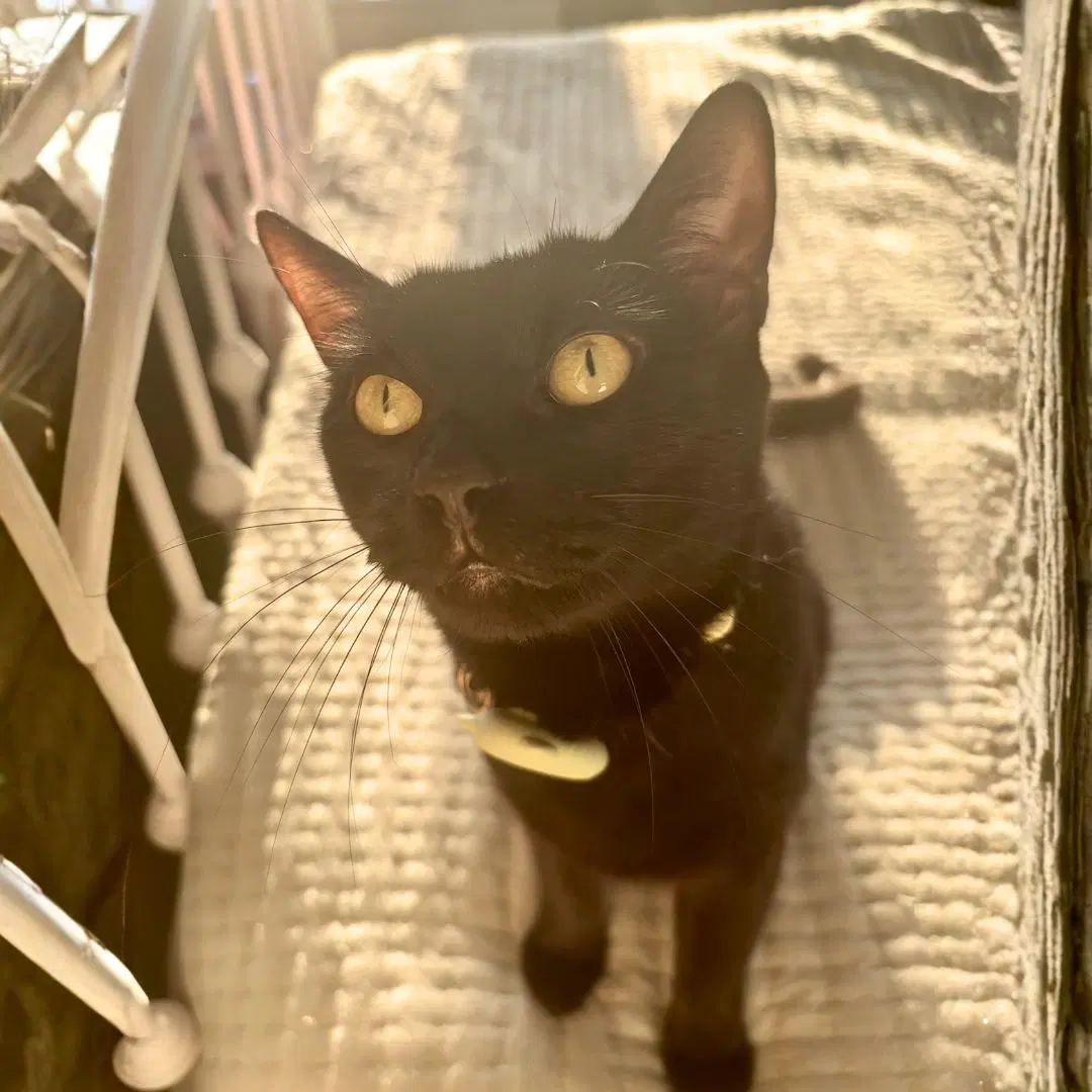 Agnes - Domestic Short Hair