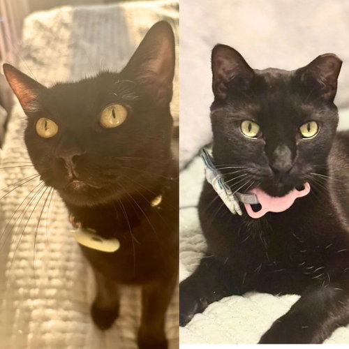 A pair called Agnes & Rego, a cat for adoption from Brooklyn Bridge Animal Welfare Coalition, Inc.