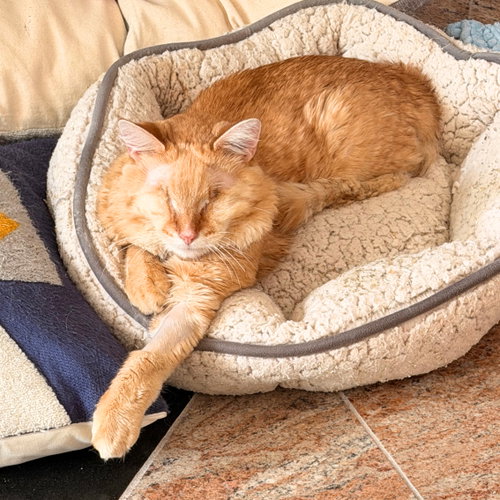 Tomato, Adult Domestic Medium Hair, cat for adoption in New Brunswick, New Jersey