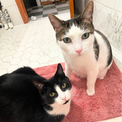 Biff & Willy, Adult Domestic Short Hair, cat for adoption in New Brunswick, New Jersey