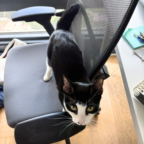 Cruz, Adult Domestic Short Hair, cat for adoption in New Brunswick, New Jersey