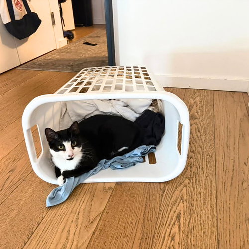 Cruz, a cat for adoption from Brooklyn Bridge Animal Welfare Coalition, Inc.