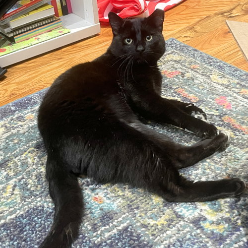 Coolaata, Adult Domestic Short Hair, cat for adoption in New Brunswick, New Jersey