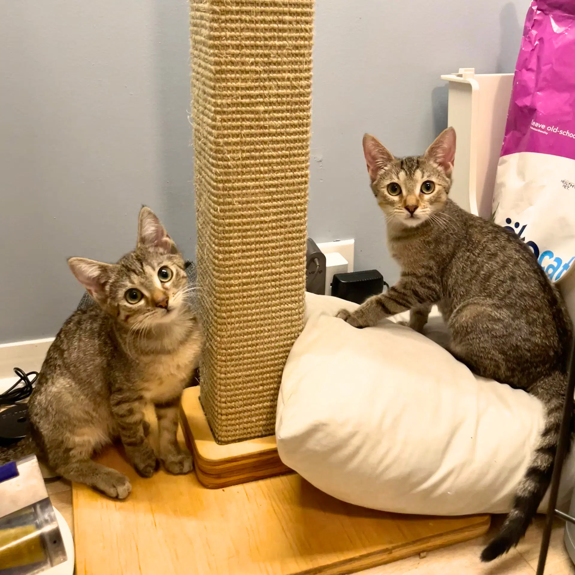 Action  Jackson - Domestic Short Hair