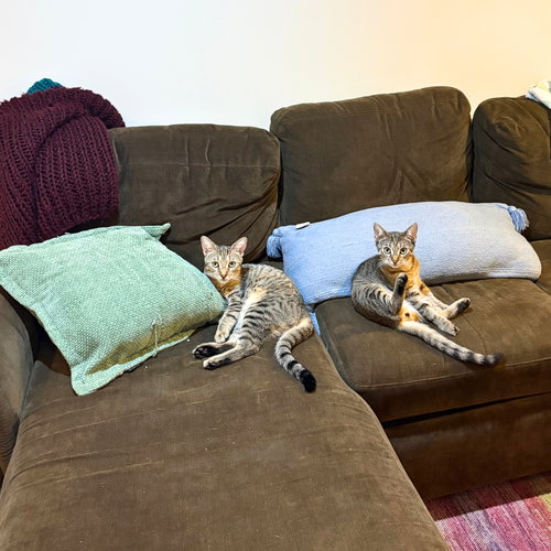 Action & Jackson, a cat for adoption from Brooklyn Bridge Animal Welfare Coalition, Inc.