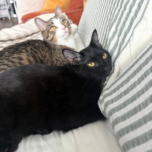 Hot Bread & Soda Bread, a cat for adoption from Brooklyn Bridge Animal Welfare Coalition, Inc.