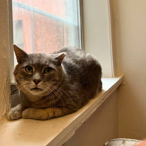 Joey, Adult Domestic Short Hair, cat for adoption in Passaic, New Jersey