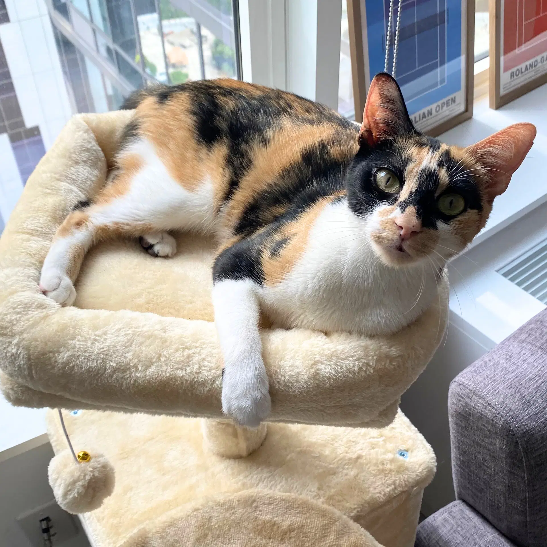 Tarte - Domestic Short Hair