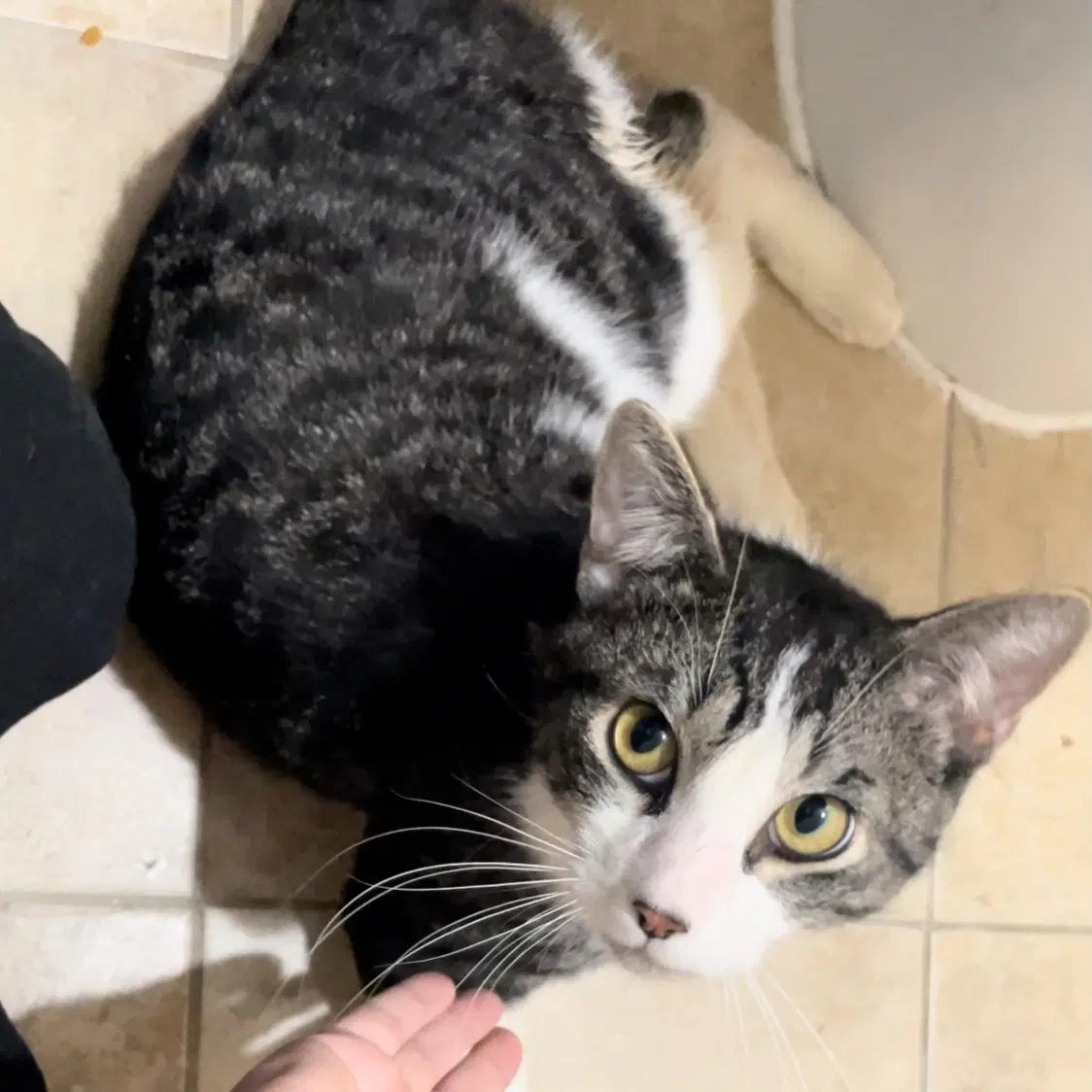 Whodini - Domestic Short Hair