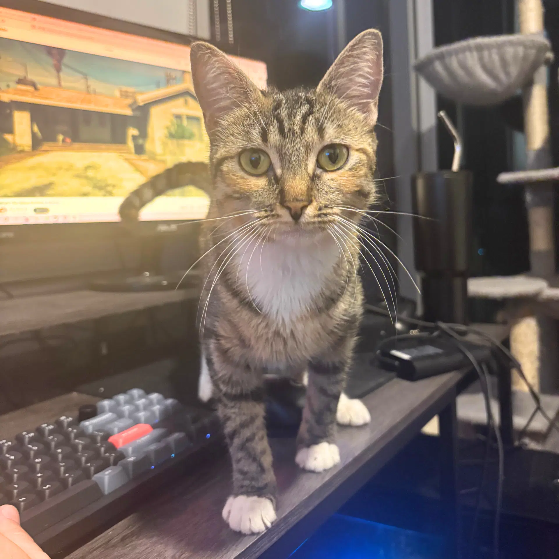 Delgato image 4