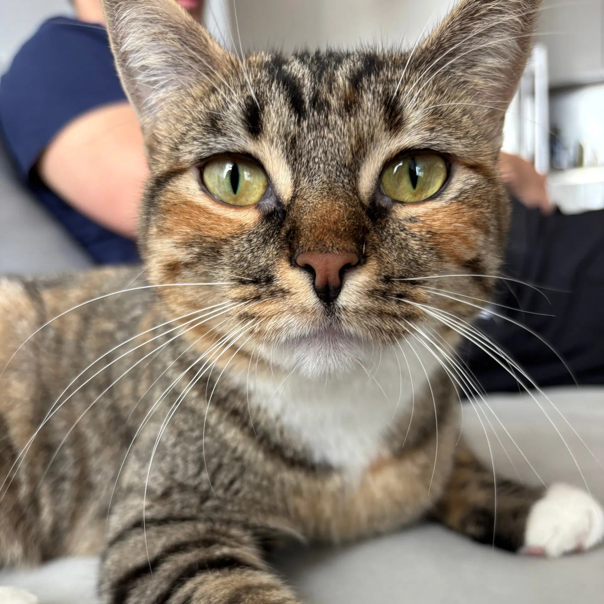 Delgato - Domestic Short Hair
