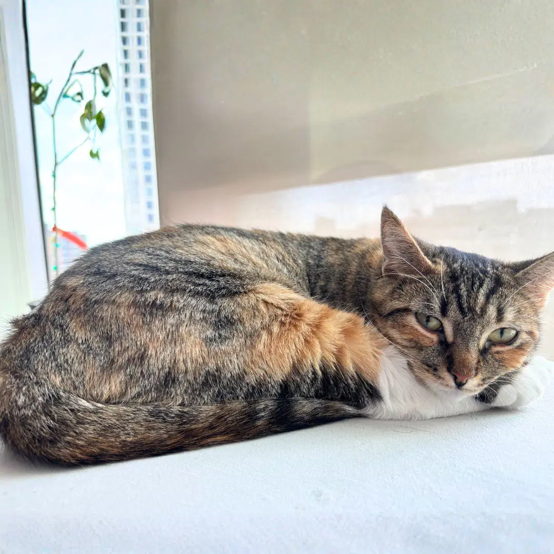 Delgato image 2