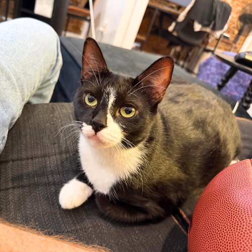 Leilani, a cat for adoption from Brooklyn Bridge Animal Welfare Coalition, Inc.