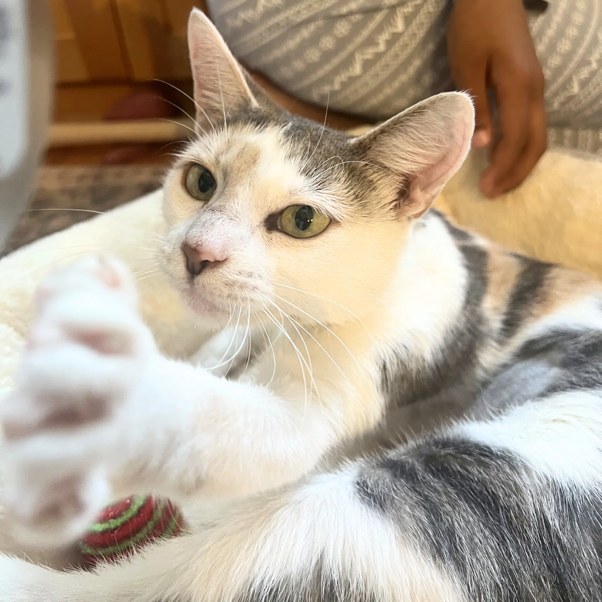 Parsons - Domestic Short Hair