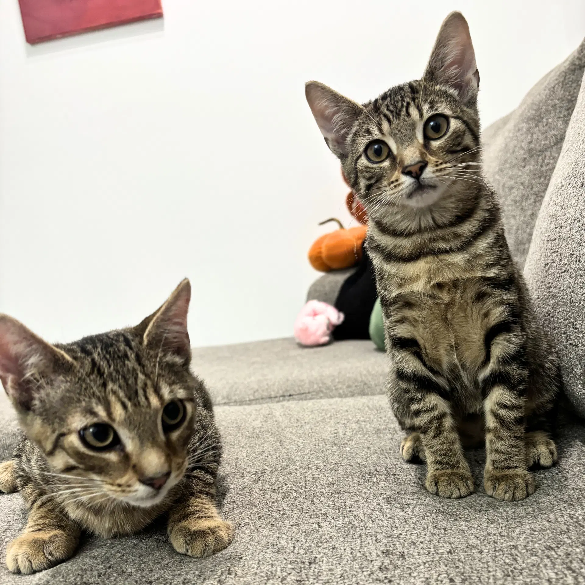 Lucy  Lee - Domestic Short Hair