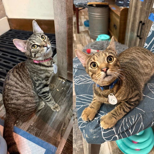 Lucy & Lee, a cat for adoption from Brooklyn Bridge Animal Welfare Coalition, Inc.