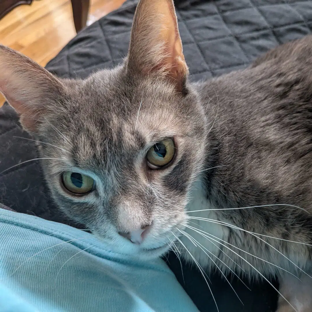 Zip Tie - Domestic Short Hair