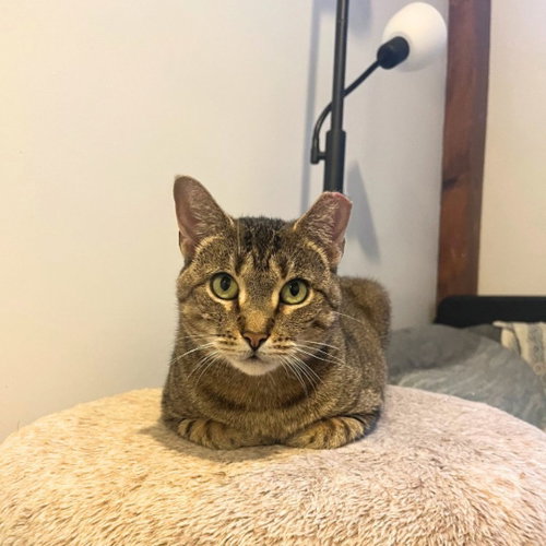 Cleary River, Adult Domestic Short Hair, cat for adoption in Clifton, New Jersey