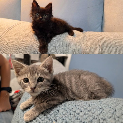 Gouache & Watercolor, an adoptable Domestic Medium Hair in Brooklyn, NY