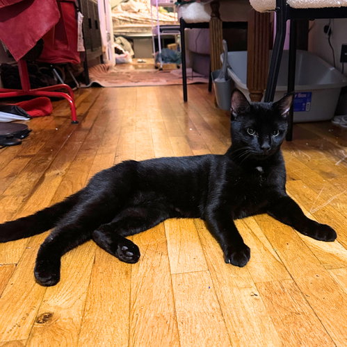 Snail's Pace, an adoptable Domestic Short Hair in Brooklyn, NY