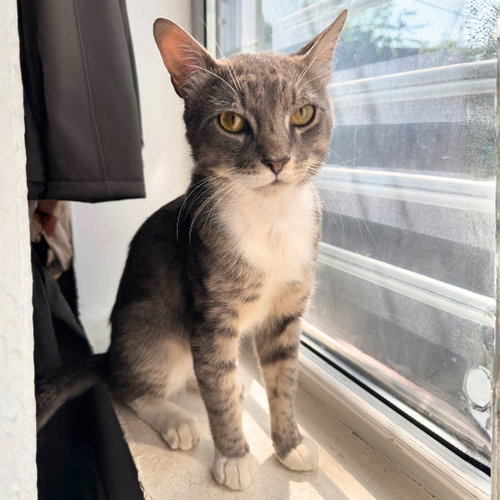 Barley, an adoptable Domestic Short Hair in Brooklyn, NY