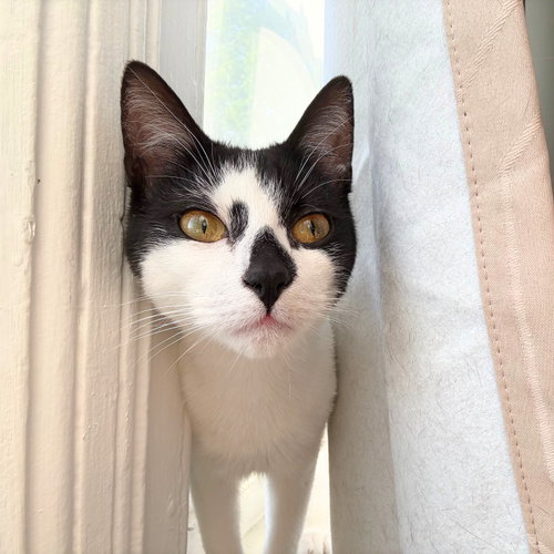 Michael Stripe, an adoptable Domestic Short Hair in Brooklyn, NY