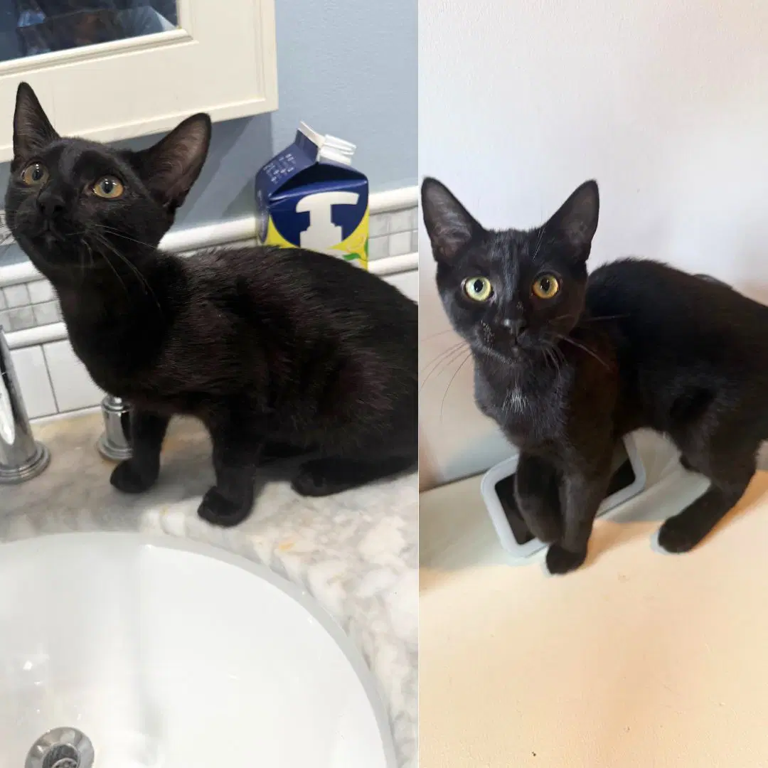 Cricket And Weevil - Domestic Short Hair