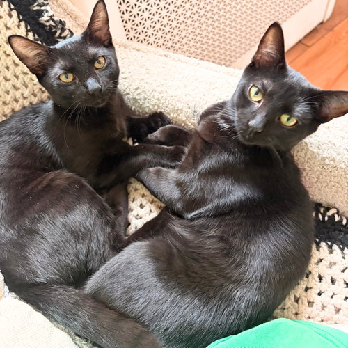 Cricket and Weevil, a cat for adoption from Brooklyn Bridge Animal Welfare Coalition, Inc.