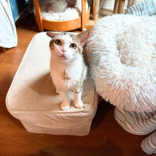 Vecna, an adoptable Domestic Short Hair in Brooklyn, NY