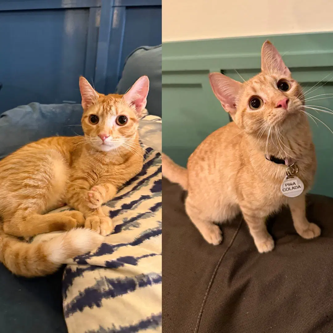 Scorpion Bowl  Pina Colada - Domestic Short Hair