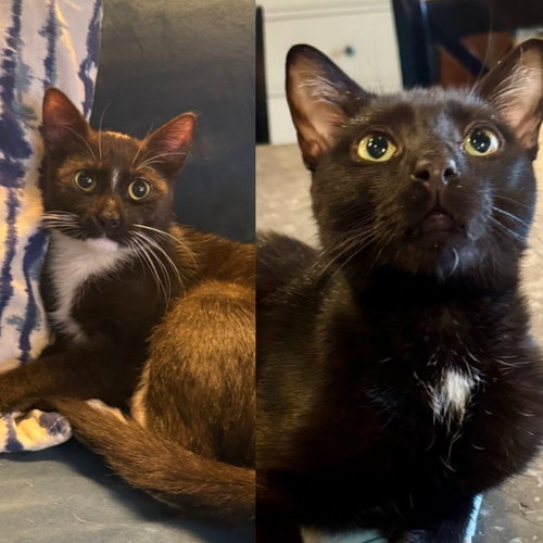 Remi & Emerson, an adoptable Domestic Short Hair in Brooklyn, NY