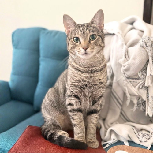 Wonder, an adoptable Domestic Short Hair in Brooklyn, NY