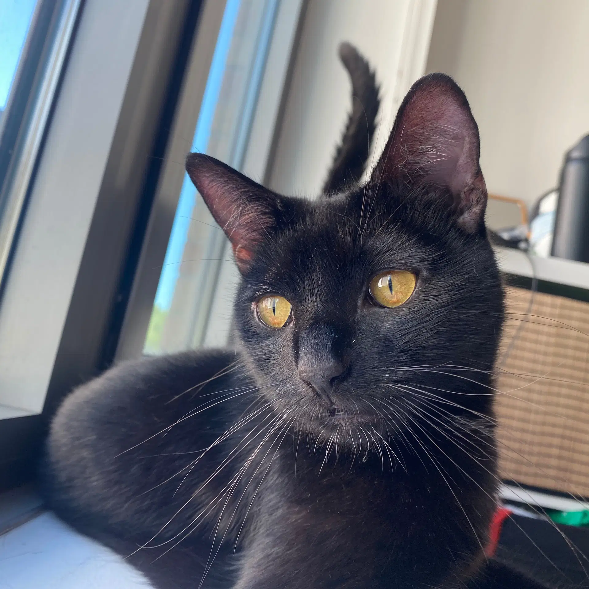Brit - Domestic Short Hair