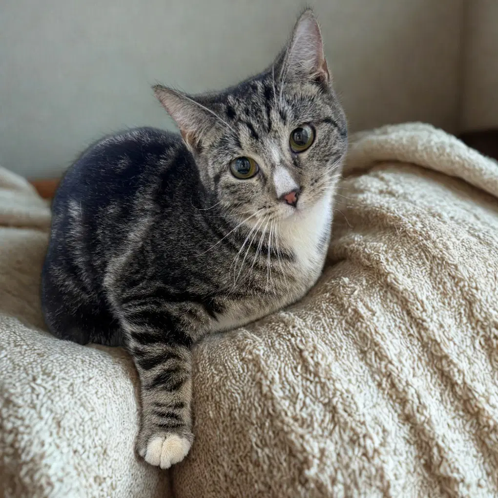 Soarin' Eagle - Domestic Short Hair