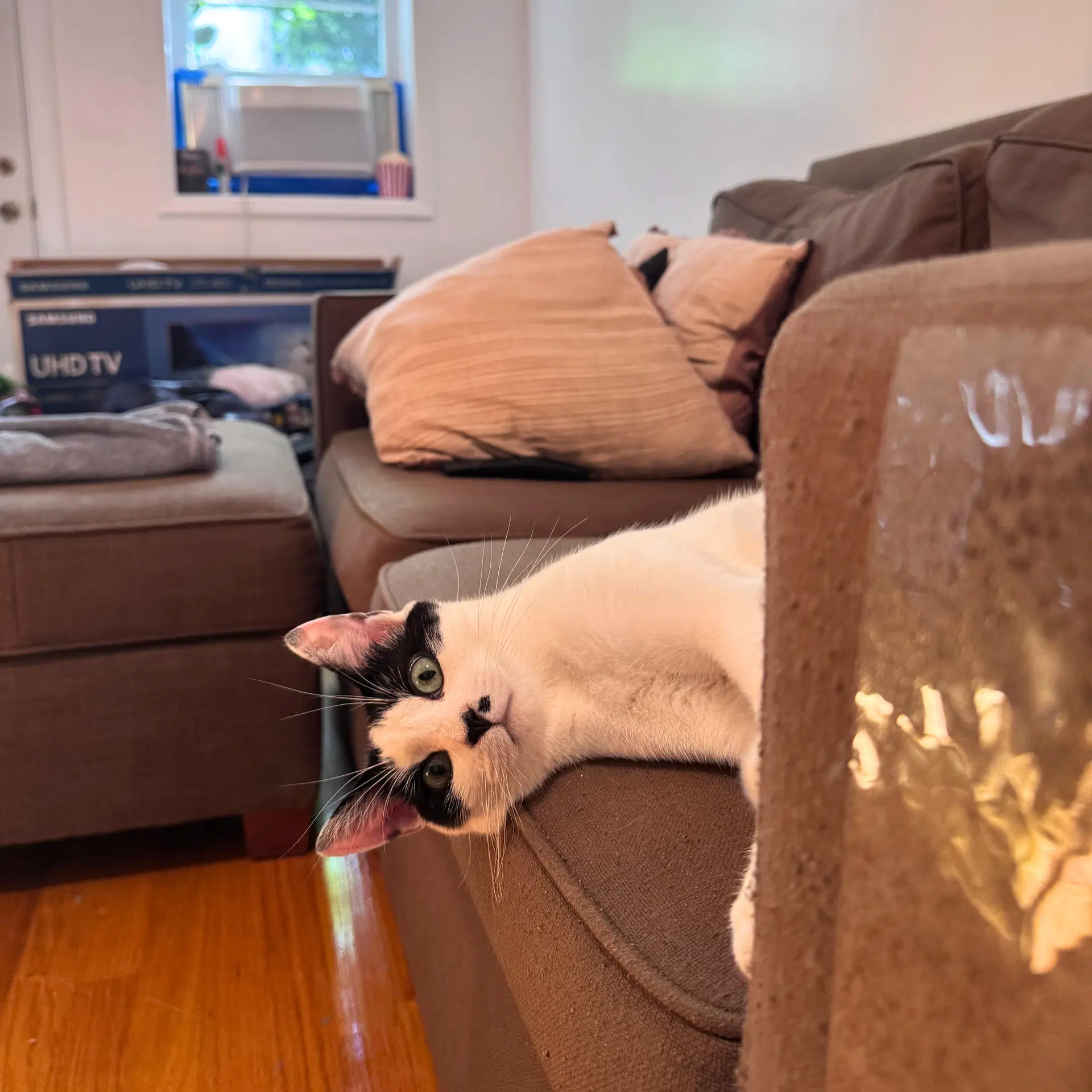 Brochure - Domestic Short Hair
