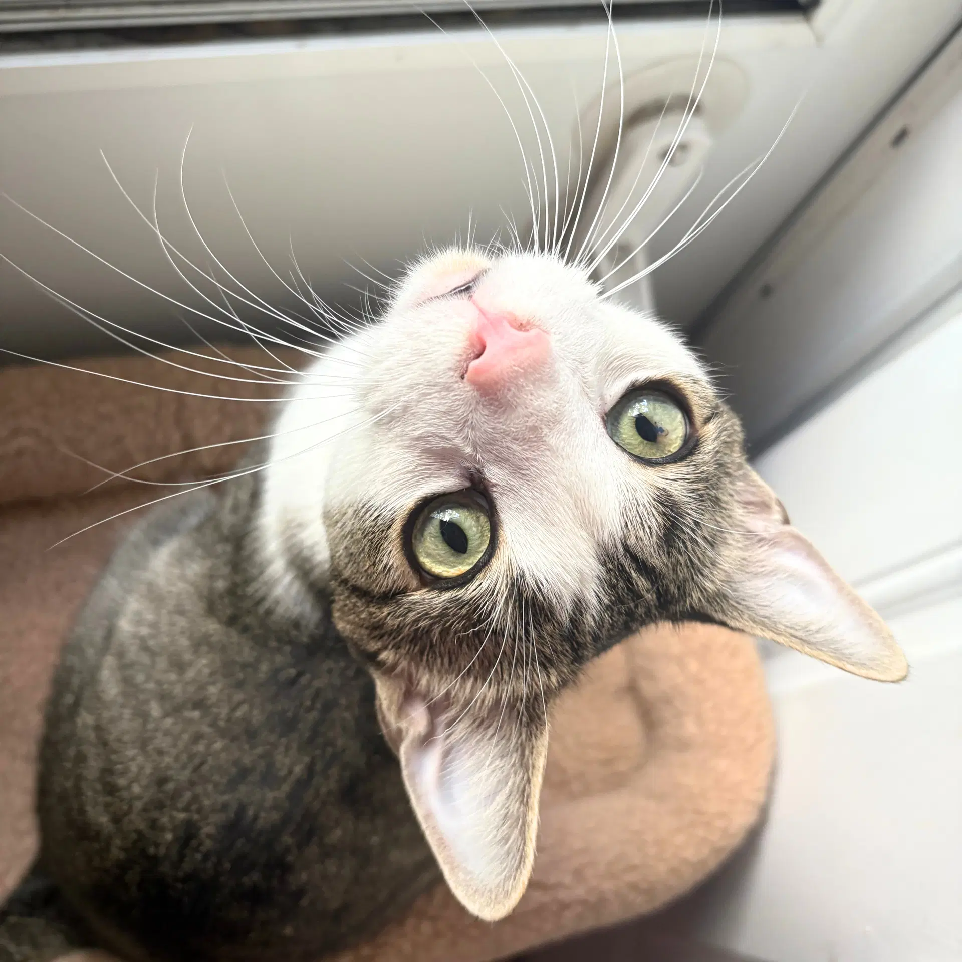 Plum - Domestic Short Hair