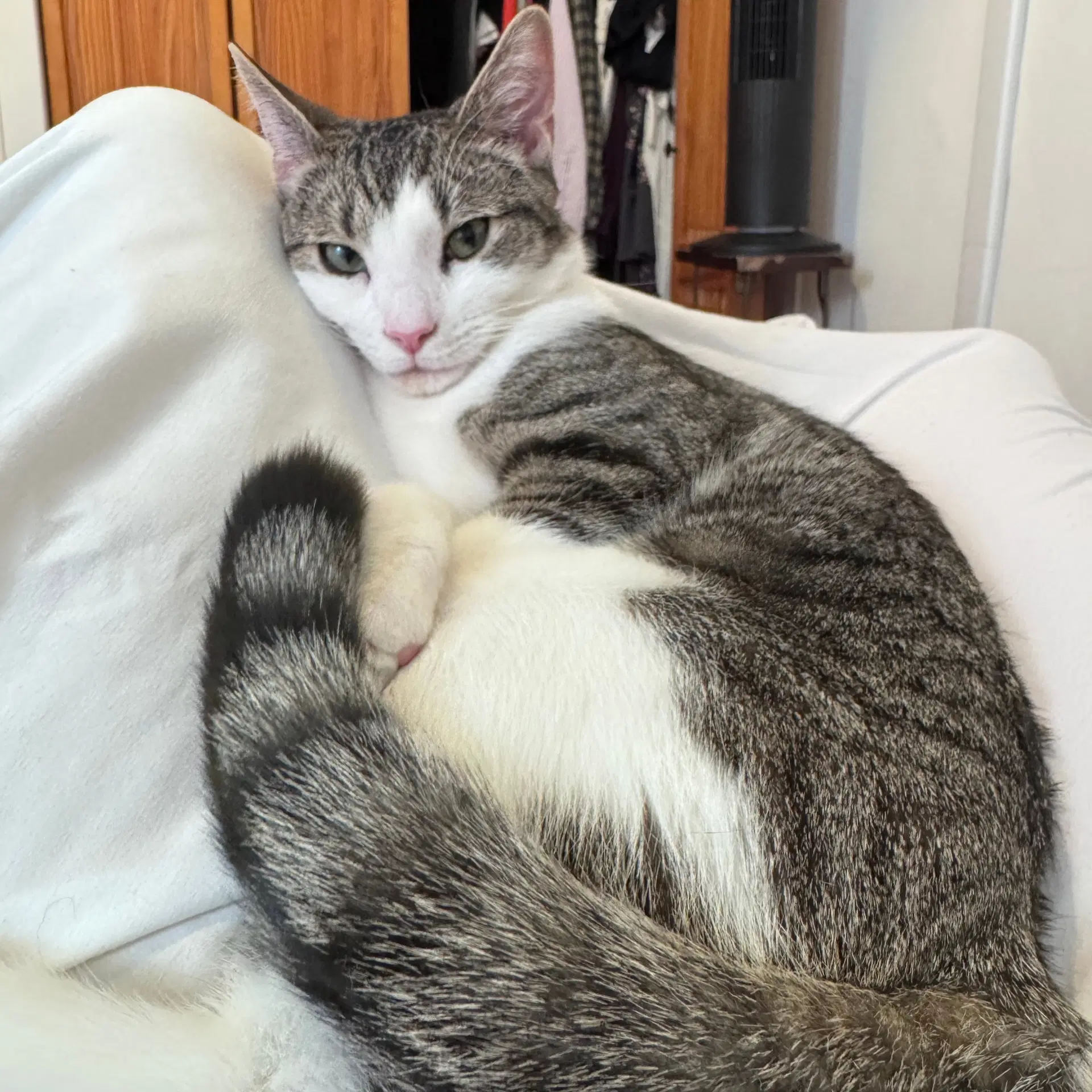 Plum image 4