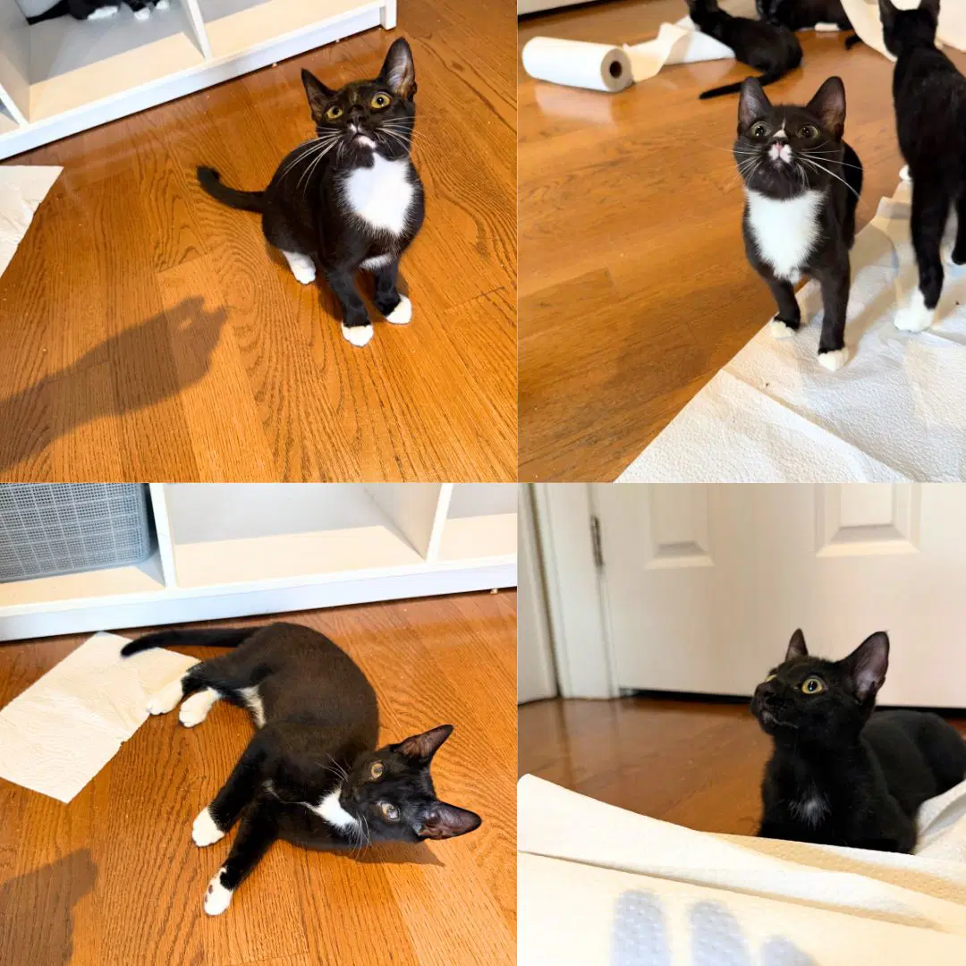 Shenanigan  The Mischief Litter - Domestic Short Hair