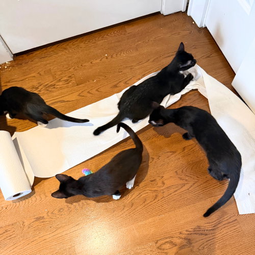 Shenanigan & The Mischief Litter photo 7
